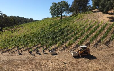 Sonoma grape harvest 2017, a brief video and pictorial essay…