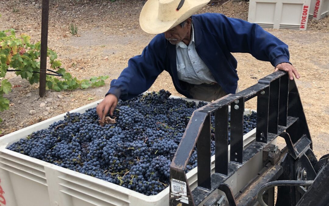 Hydeout Sonoma and Dysfunctional Family Winery grape harvest 2019 wraps up…